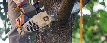 Professional Tree Removal in Meadowbrook, AL