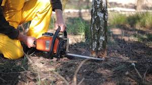 Best Tree Removal  in Meadowbrook, AL