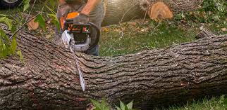 Reliable Meadowbrook, AL Tree Removal Solutions