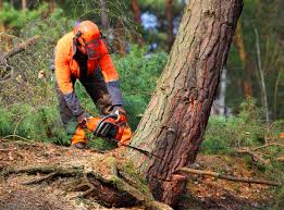 Best Palm Tree Trimming  in Meadowbrook, AL