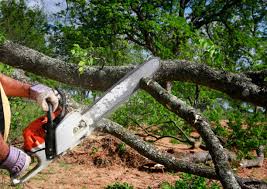 How Our Tree Care Process Works  in  Meadowbrook, AL