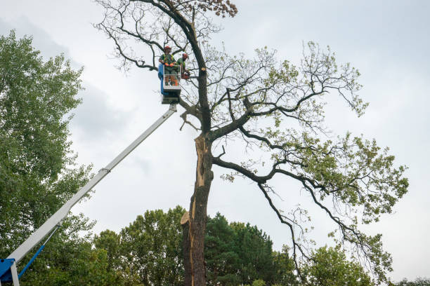 Best Tree Preservation Services  in Meadowbrook, AL