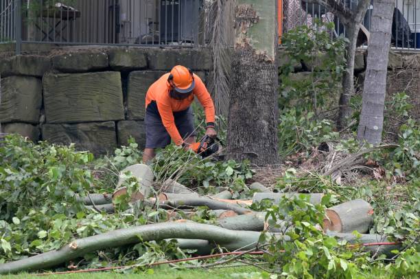  Meadowbrook, AL Tree Removal Pros