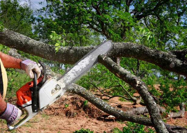 Best Weed Control  in Meadowbrook, AL